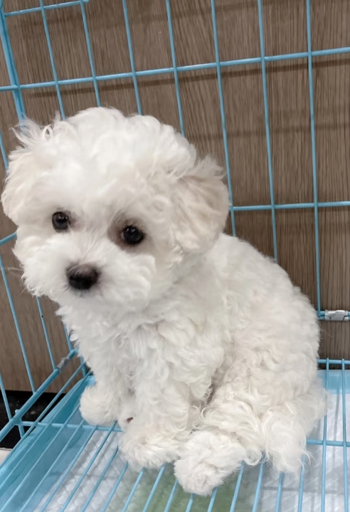 小可爱比熊